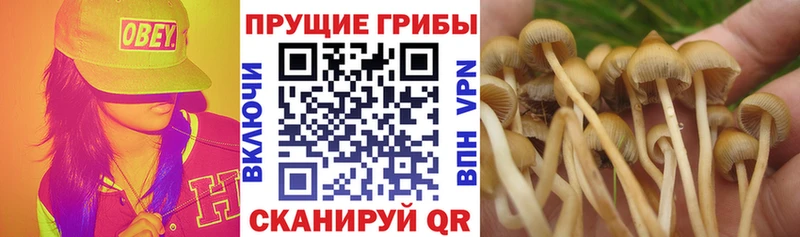 OMG ТОР  где купить наркотик  Абаза  Галлюциногенные грибы мухоморы 